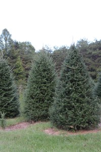 Canaan fir trees:  left and background (before shearing); Right and front (recently sheared)