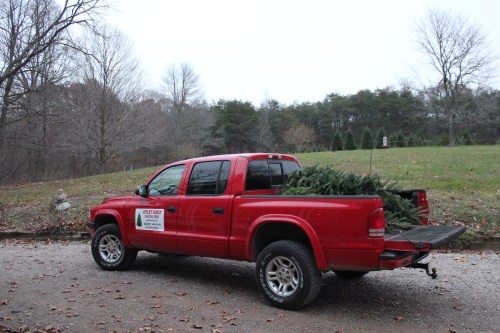 Canaan Fir Destined for Kuwait